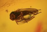 Detailed Fossil Flies (Diptera) In Baltic Amber #81739-2
